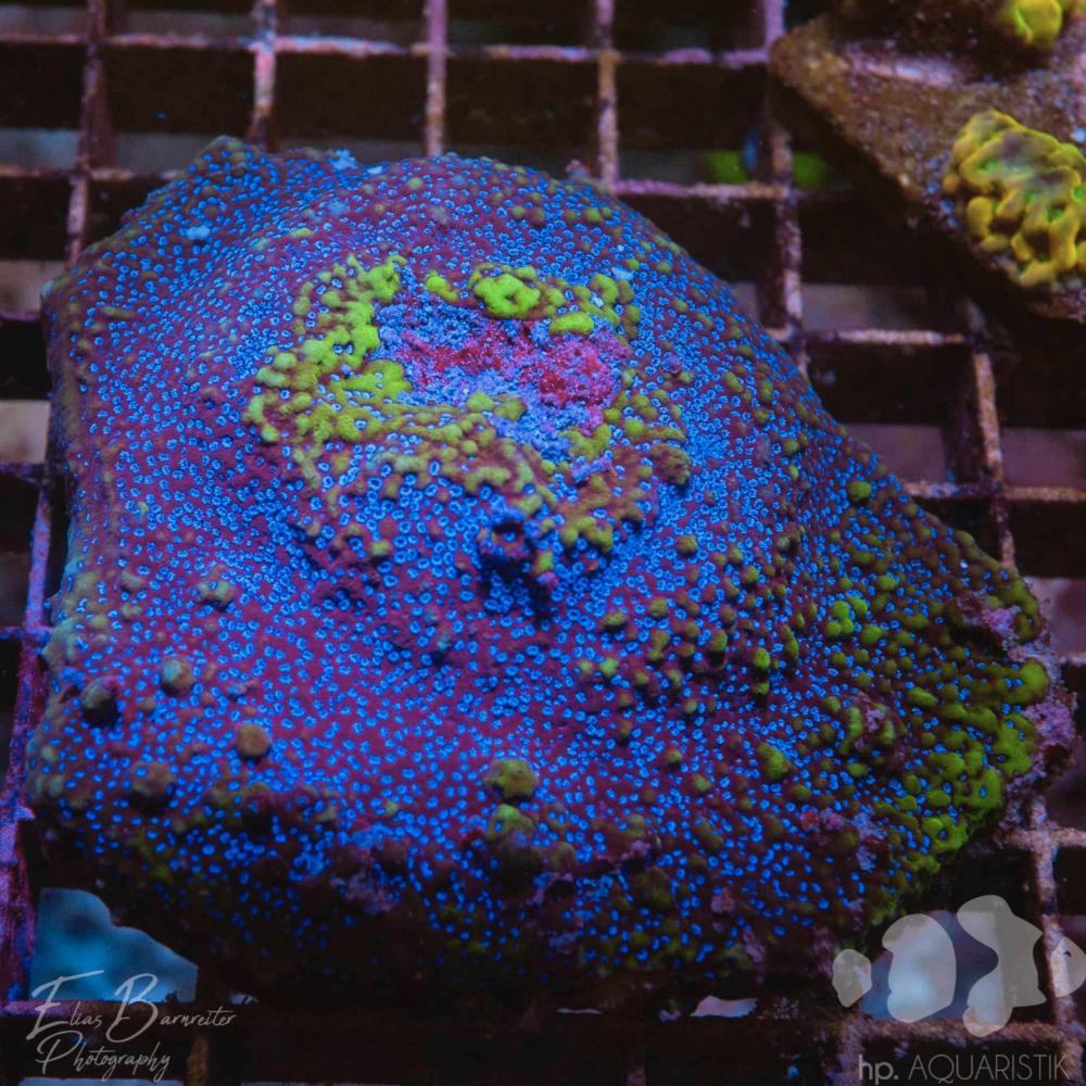 Montipora Blue